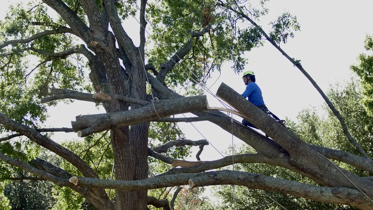 Professional Hazardous Tree Removal performed by certified arborists in Lonoke